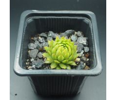 Sempervivum MINUS EX OVITPASS