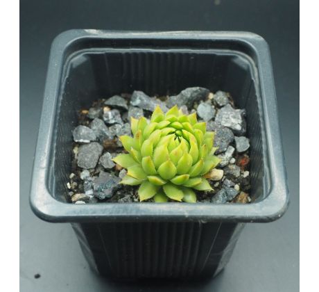 Sempervivum MINUS EX OVITPASS