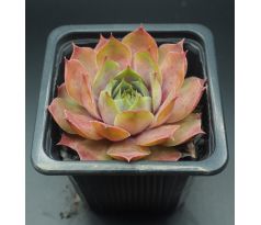 Sempervivum BLUE TIME