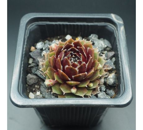 Sempervivum BETA