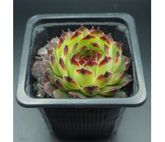 Sempervivum calcareum from Petite Ceüse, France