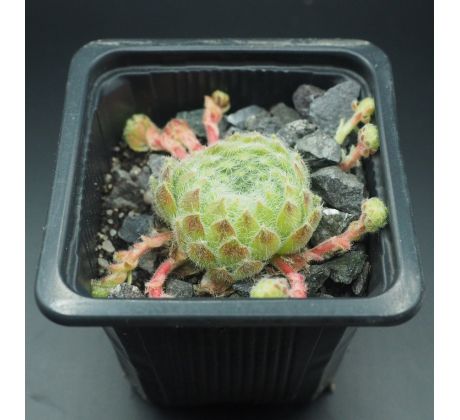 Sempervivum BORISII