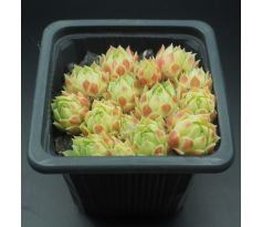 Sempervivum ATLANTICUM