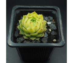 Sempervivum MARTIN