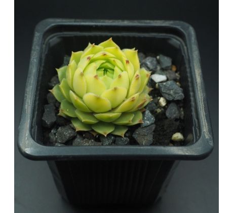 Sempervivum MARTIN