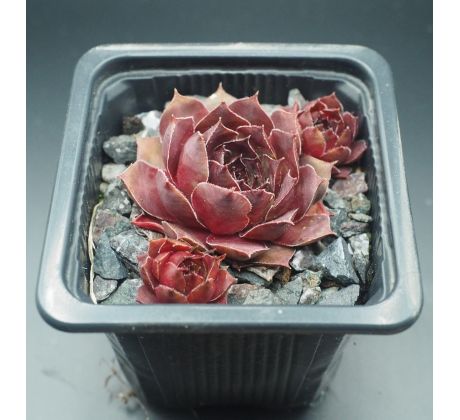 Sempervivum ADELMOED