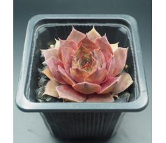 Sempervivum AMTMANN FISCHER