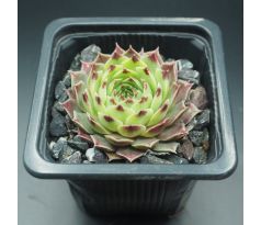 Sempervivum SPINULIFOLIUM