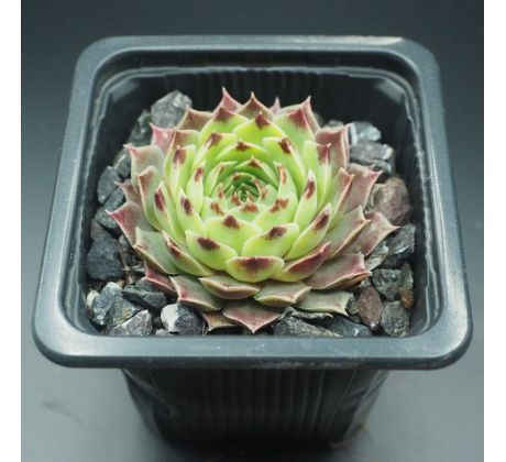 Sempervivum SPINULIFOLIUM