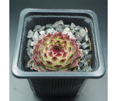 Sempervivum MRS. GIUSEPPI