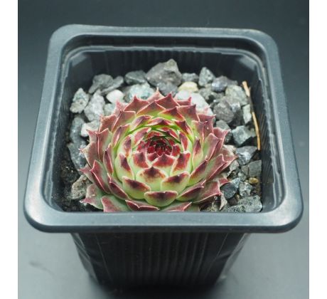 Sempervivum MRS. GIUSEPPI