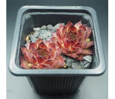 Sempervivum AJAX