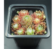 Sempervivum ANTJE