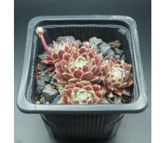 Sempervivum APACHE