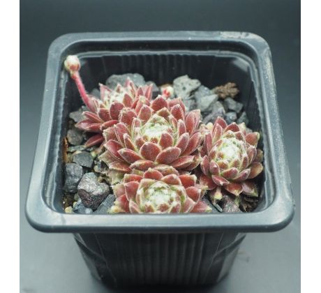 Sempervivum APACHE