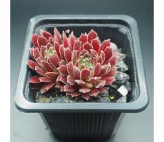 Sempervivum APHRODITE