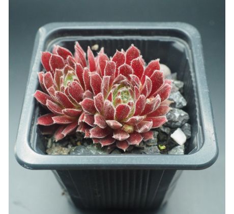 Sempervivum APHRODITE