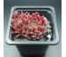 Sempervivum APHRODITE