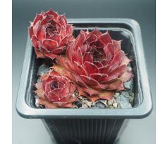 Sempervivum ALDO MORO