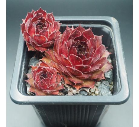 Sempervivum ALDO MORO