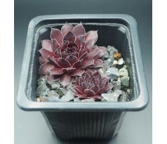 Sempervivum BURNT EMBERS