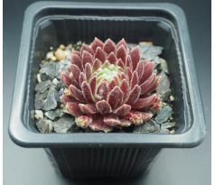 Sempervivum KING GEORGE