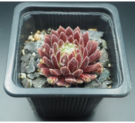 Sempervivum KING GEORGE