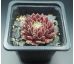 Sempervivum KING GEORGE