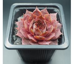 Sempervivum KRATER