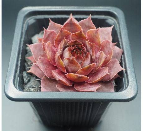 Sempervivum KRATER