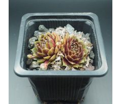 Sempervivum JUBILEE