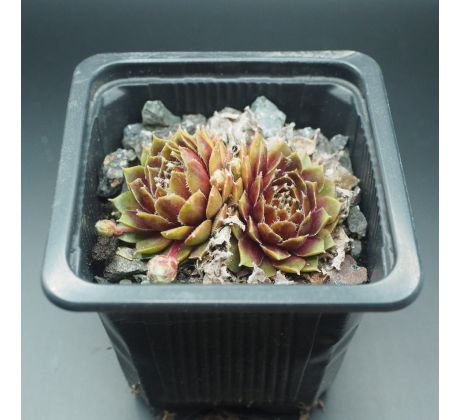 Sempervivum JUBILEE