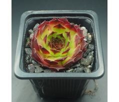 Sempervivum LORETTA