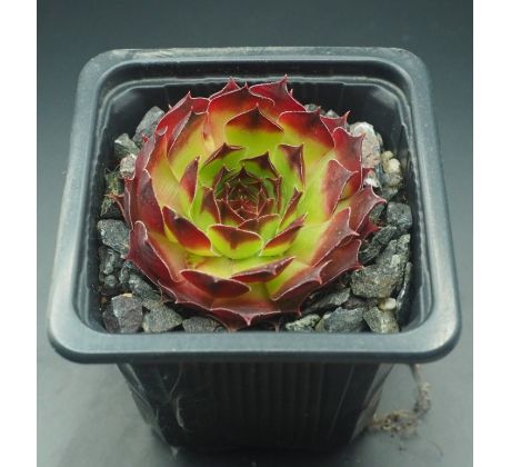 Sempervivum LORETTA