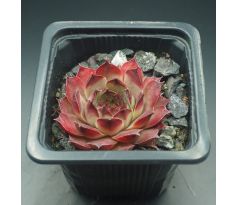 Sempervivum KOHALA 2