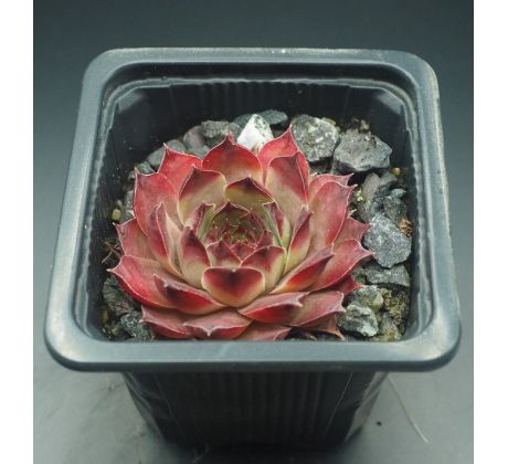 Sempervivum KOHALA 2