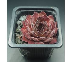 Sempervivum MARS