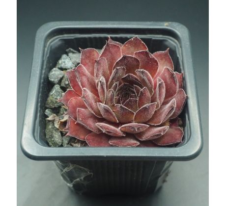 Sempervivum MARS