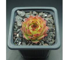 Sempervivum KIMBA