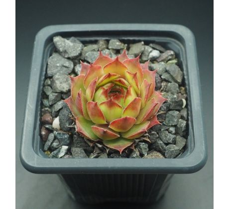 Sempervivum KIMBA