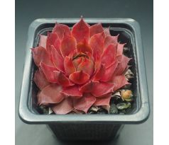 Sempervivum MARMALADE