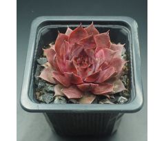 Sempervivum MARELLA