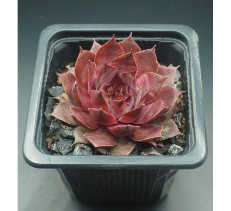 Sempervivum MARELLA