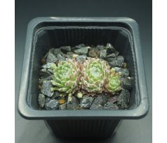 Sempervivum KOSMODIO