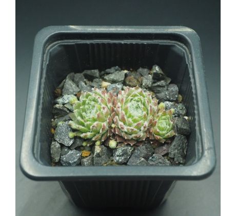 Sempervivum KOSMODIO