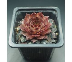 Sempervivum LEDNICE PINK