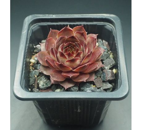 Sempervivum LEDNICE PINK