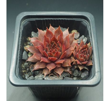 Sempervivum KIKI