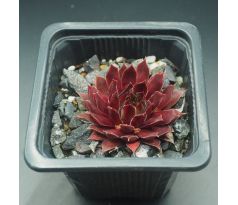 Sempervivum LEE