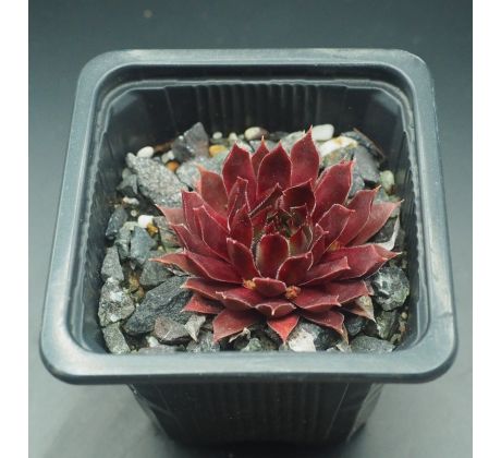 Sempervivum LEE